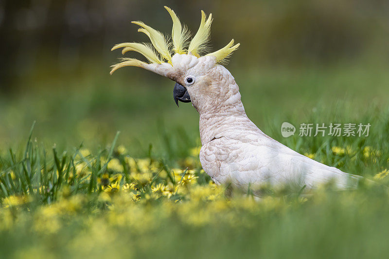 凤头鹦鹉(Cacatua galerita)